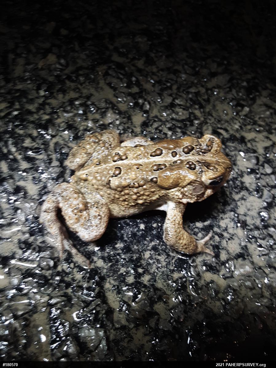 Eastern American Toad