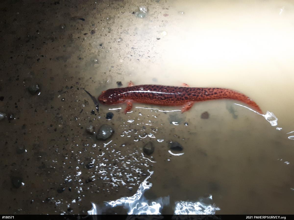 Northern Red Salamander