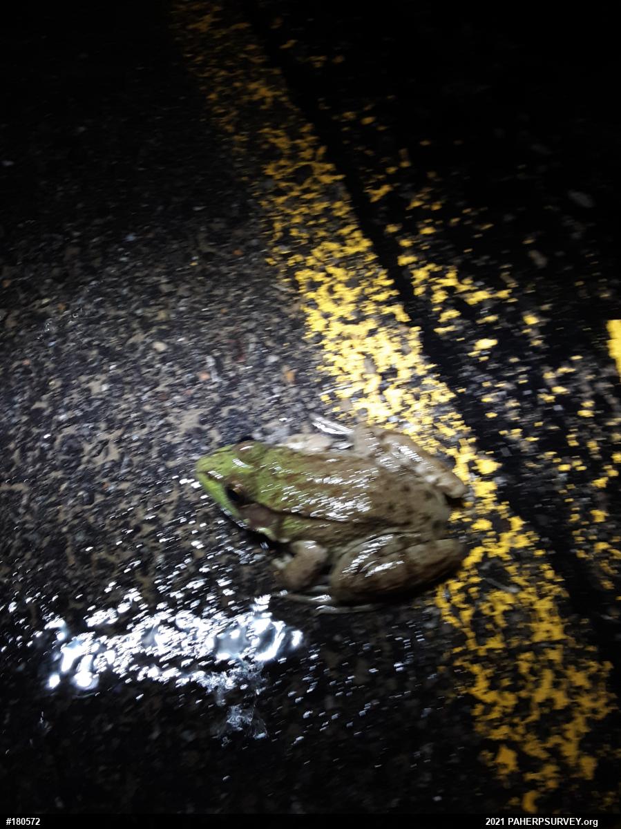 Green Frog