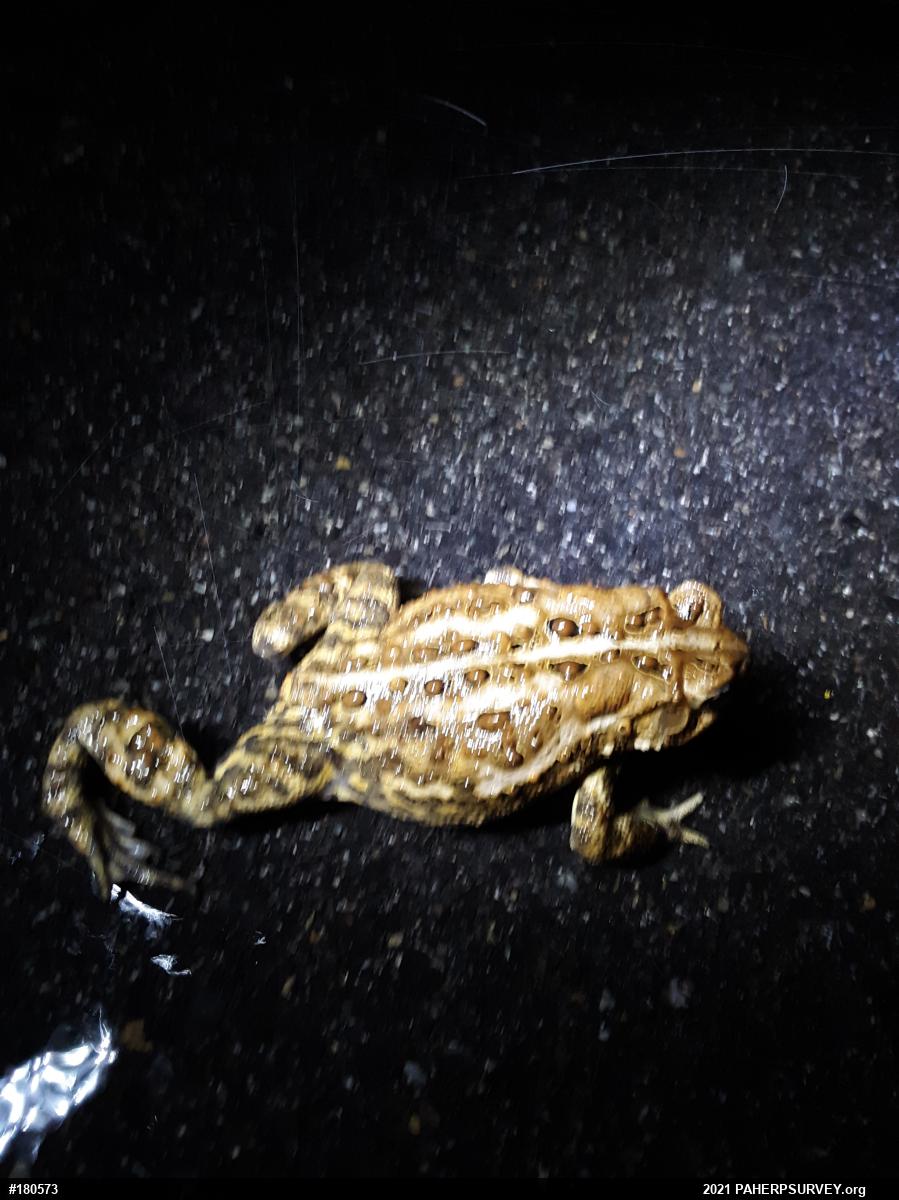Eastern American Toad