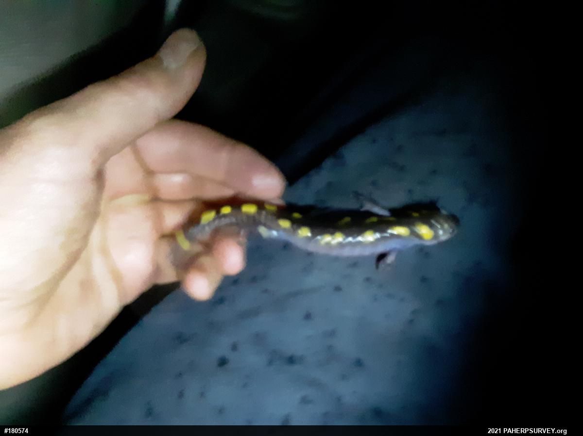 Spotted Salamander