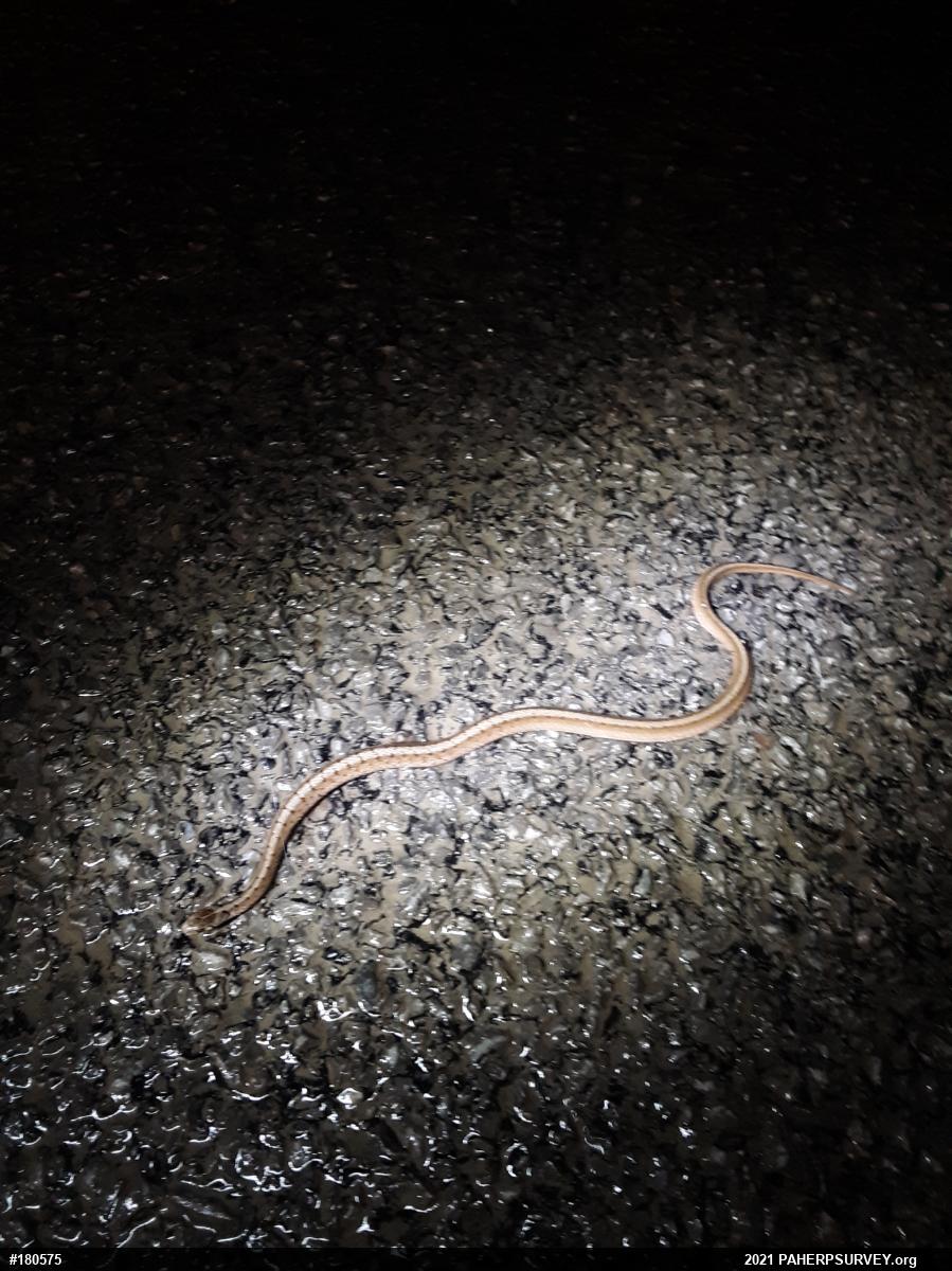Dekay's Brownsnake
