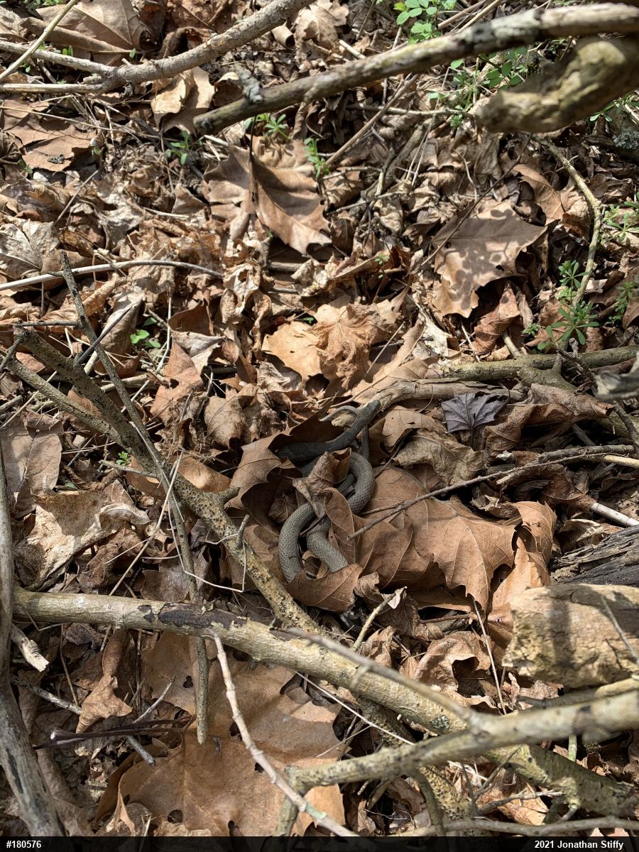 Northern Watersnake