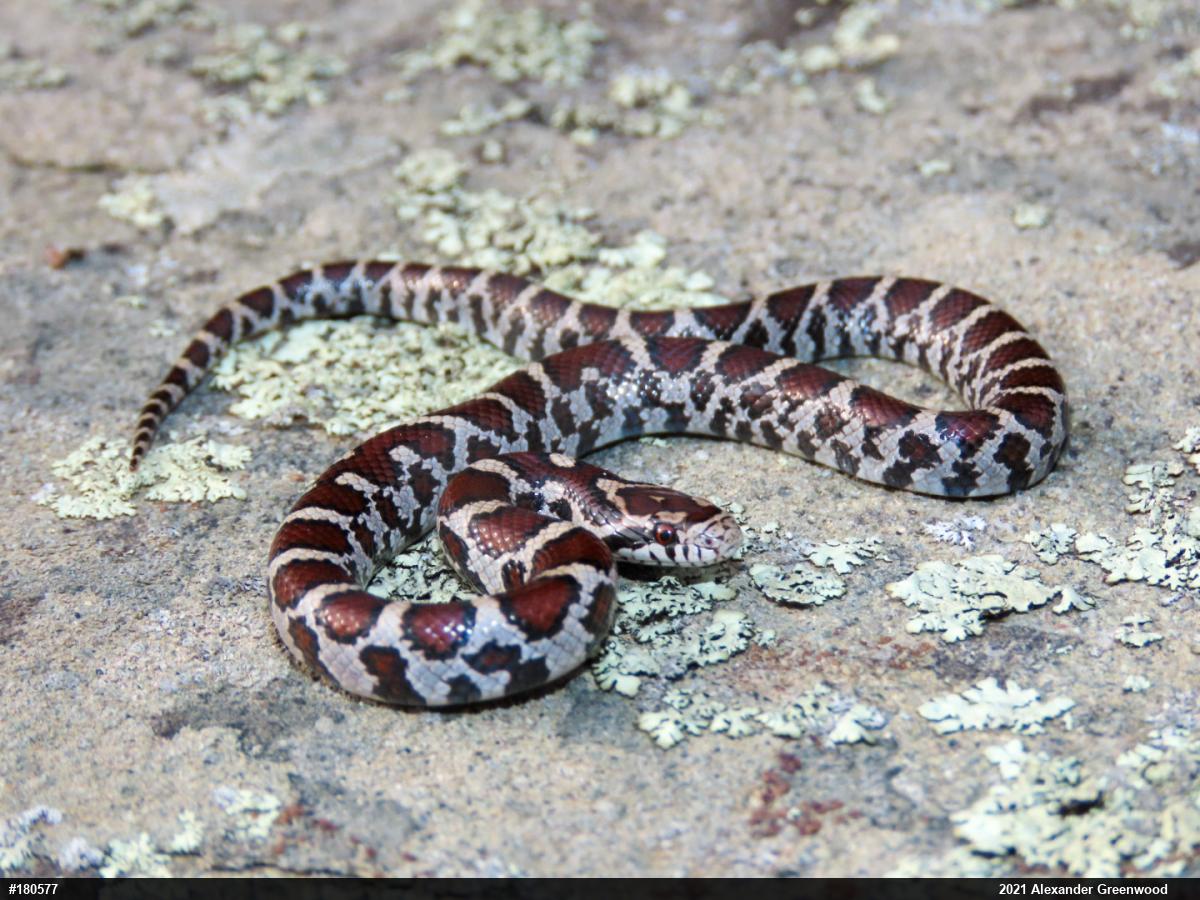 Eastern Milksnake