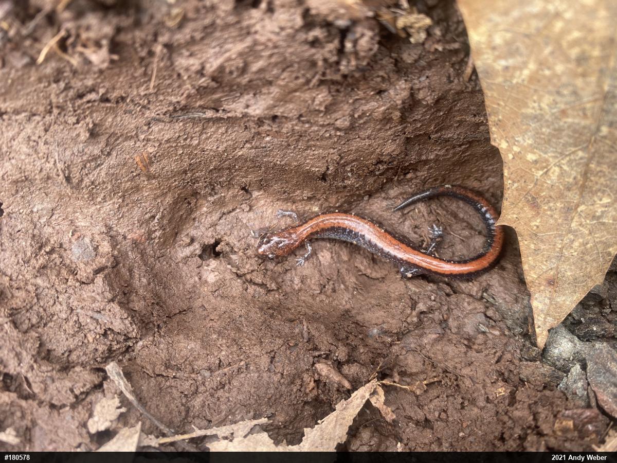Eastern Red-backed  Salamander