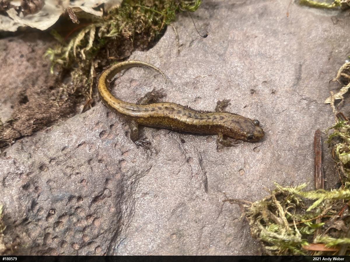 Allegheny Mountain Dusky Salamander