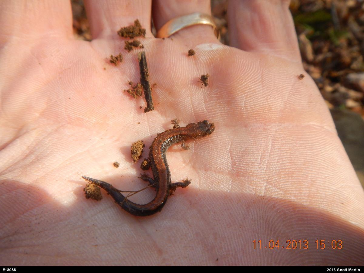 Eastern Red-backed  Salamander