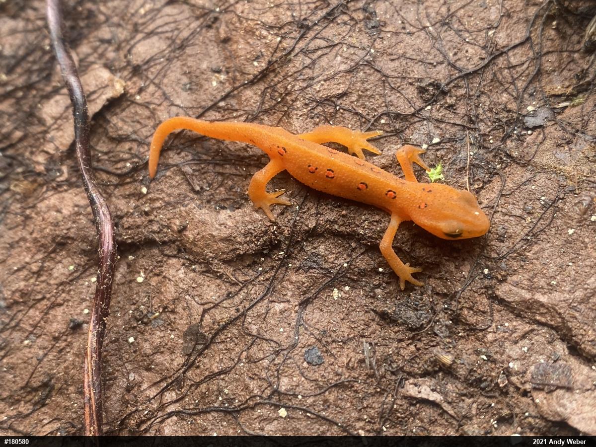 Red-spotted Newt