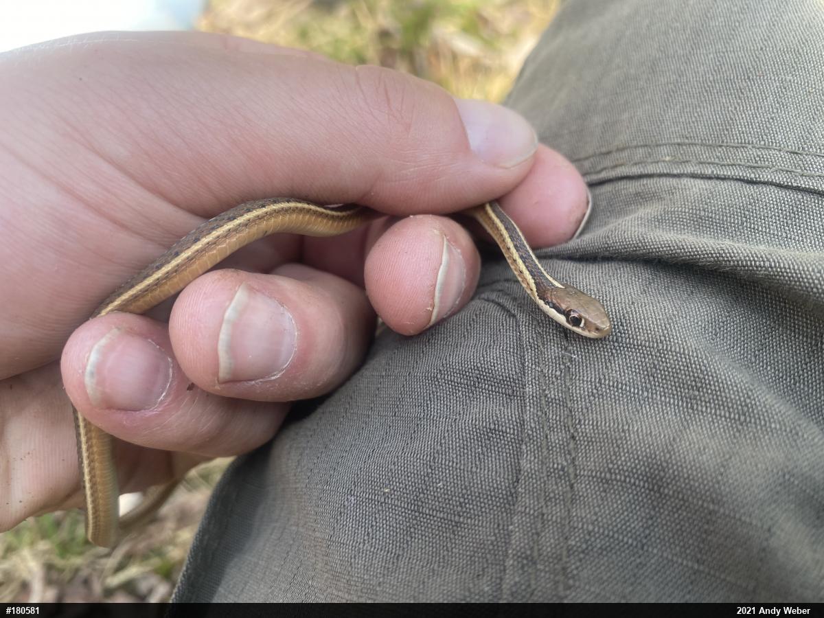 Eastern Ribbonsnake