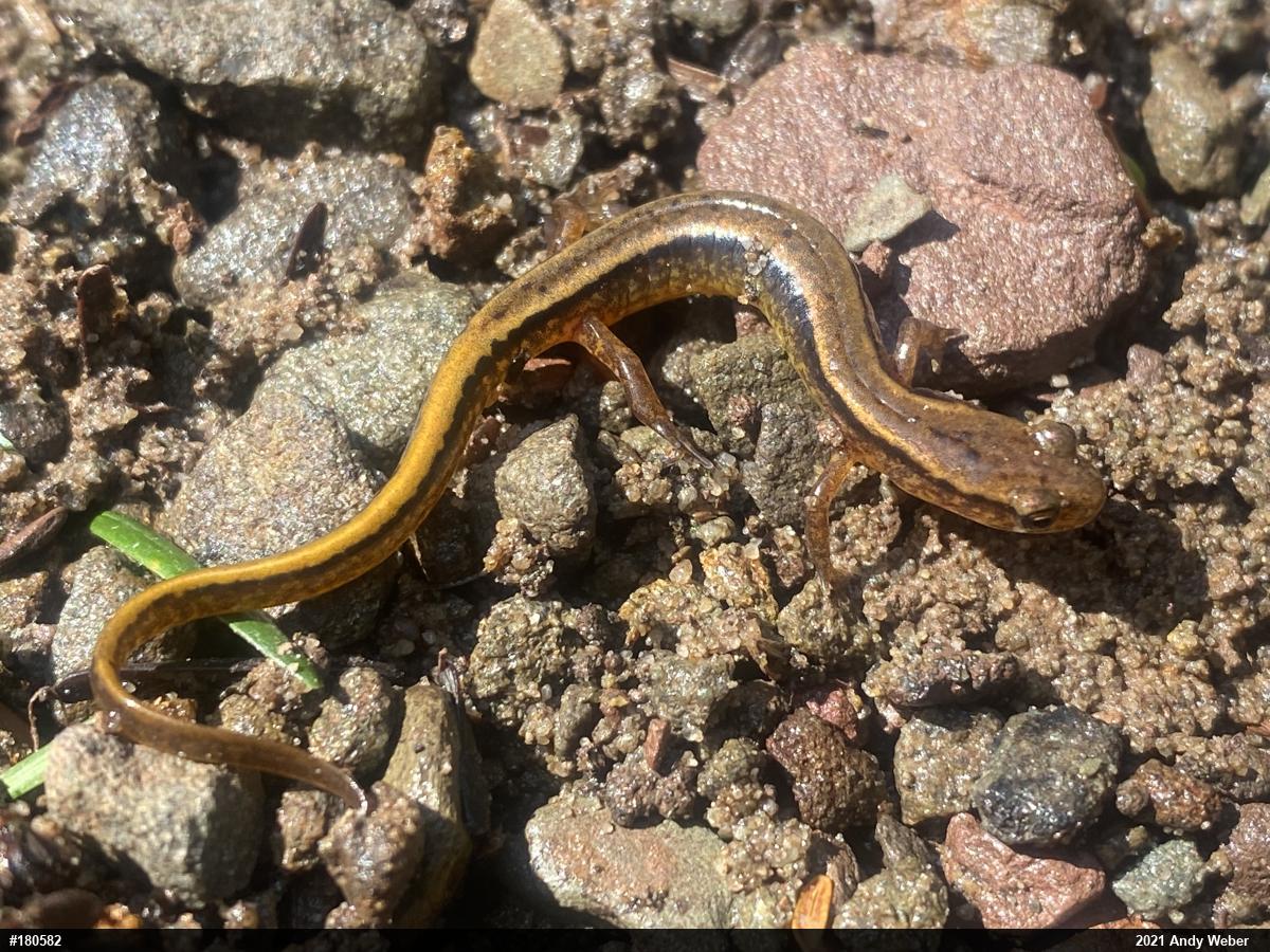 Northern Two-lined Salamander