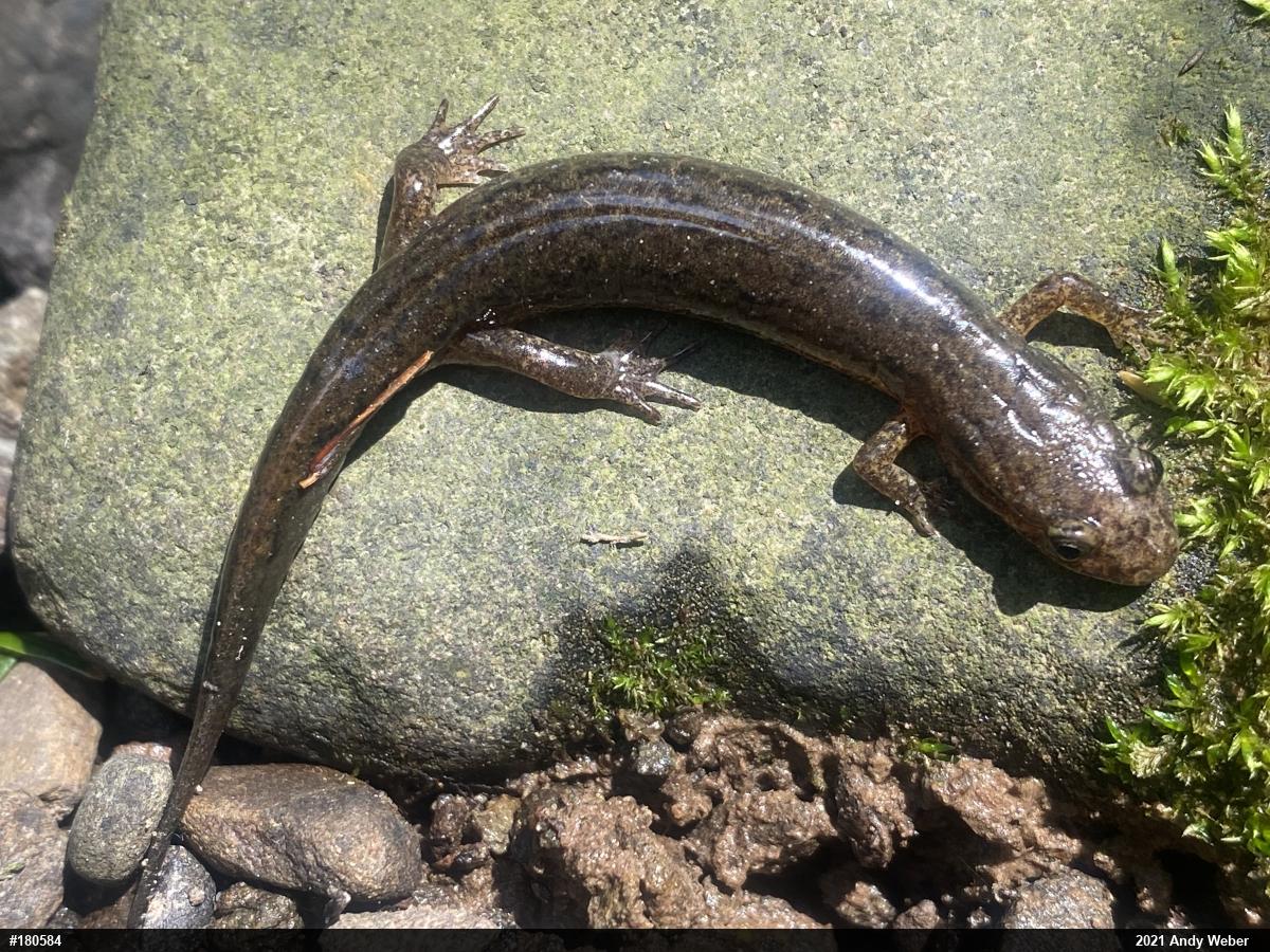 Northern Dusky Salamander
