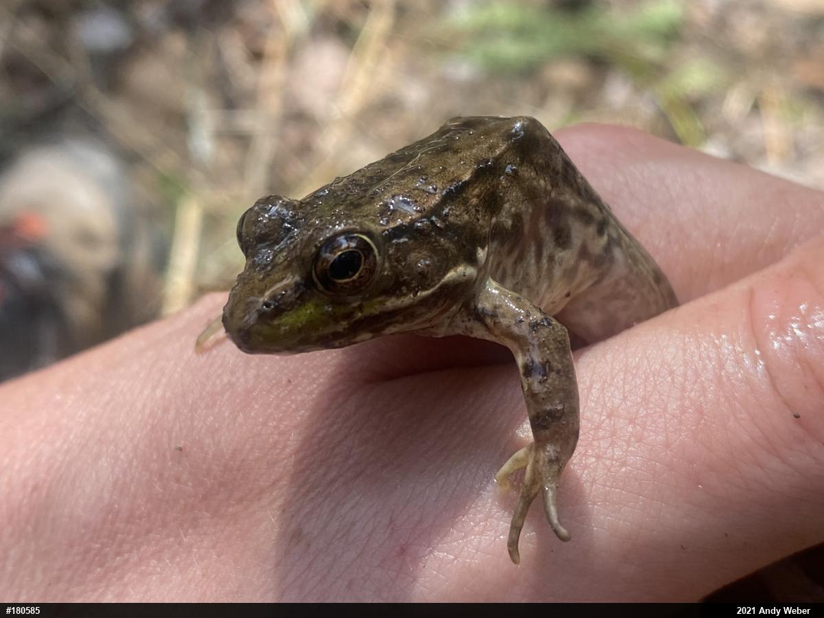 Green Frog