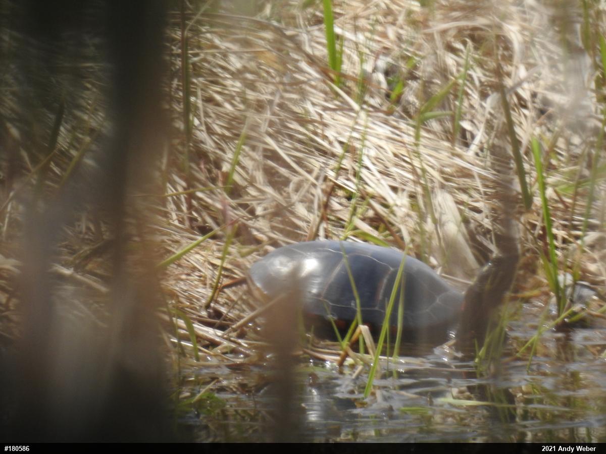 Painted Turtle