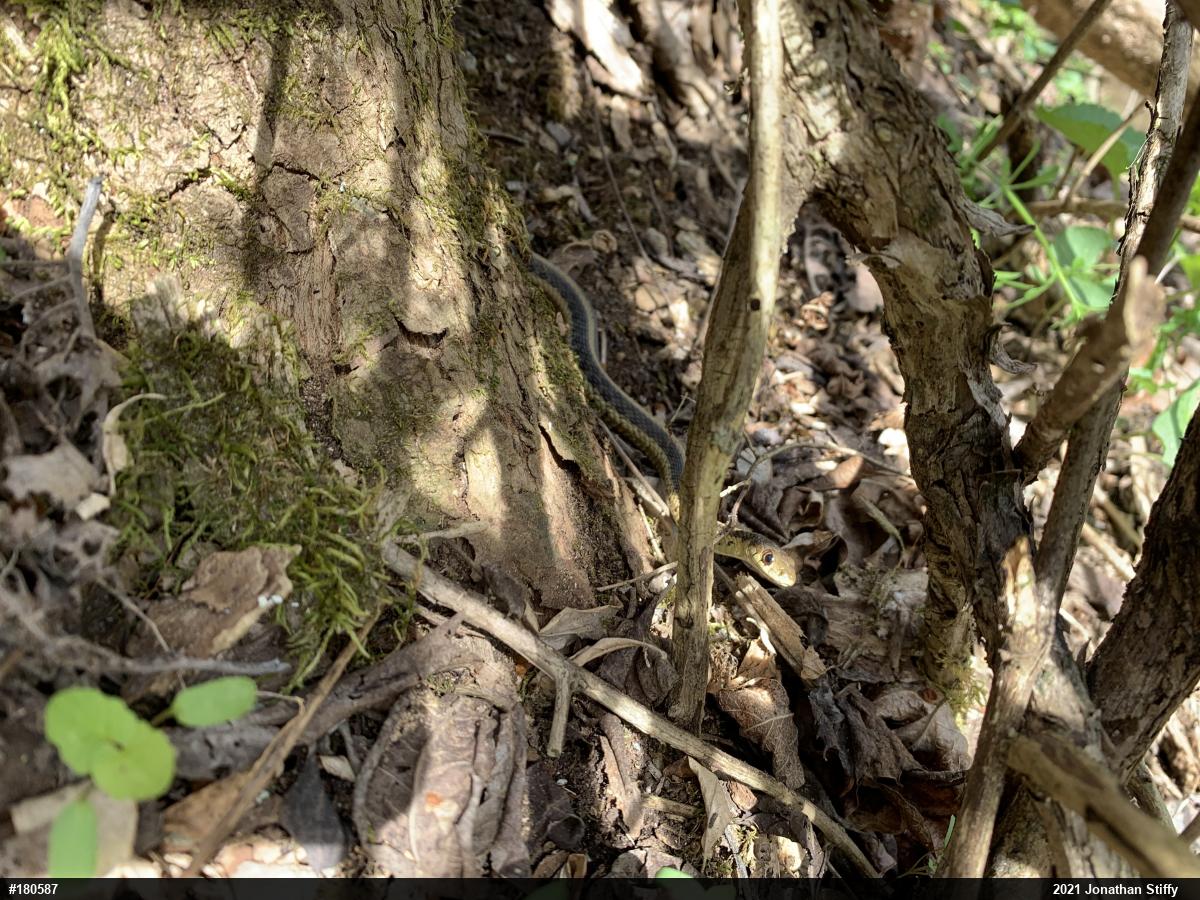 Eastern Gartersnake