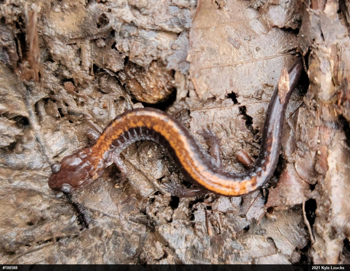 Eastern Red-backed  Salamander