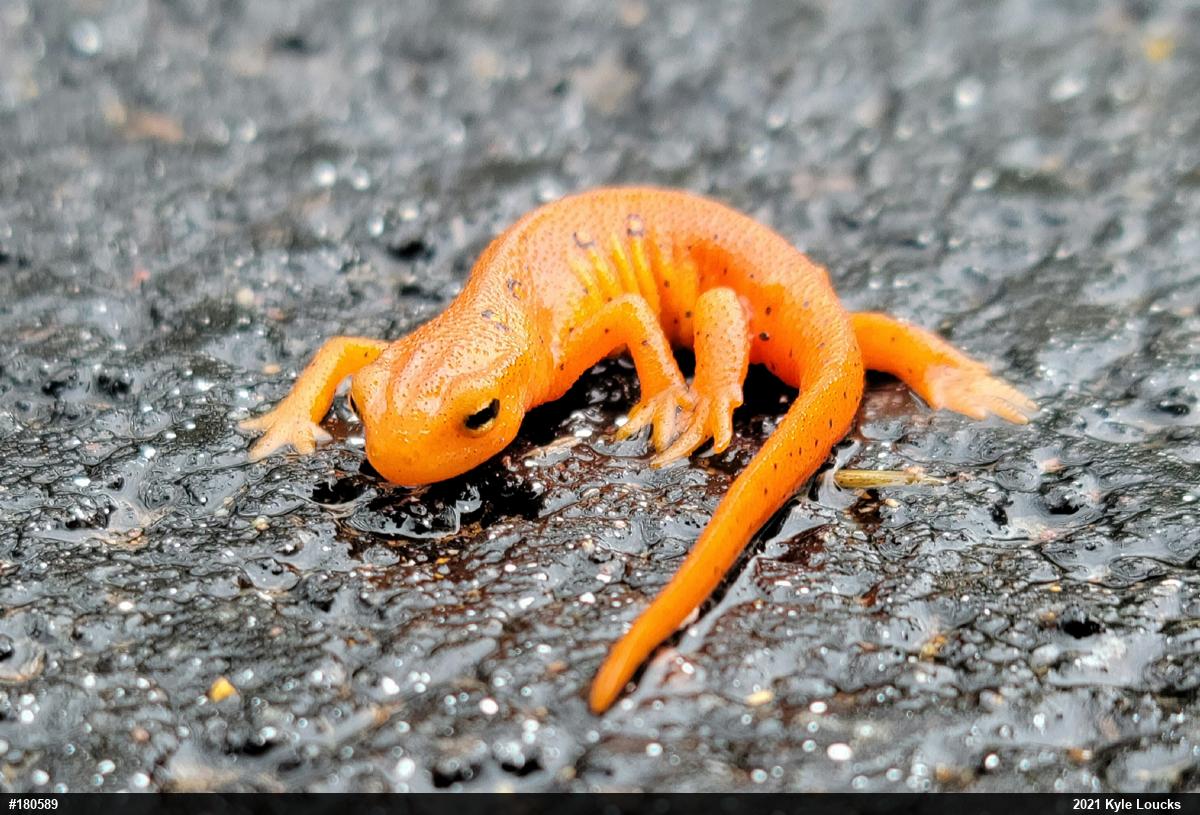 Red-spotted Newt