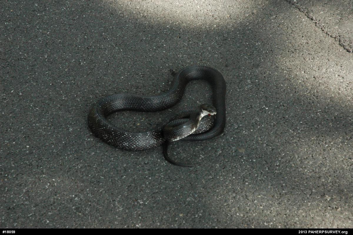 Eastern Ratsnake