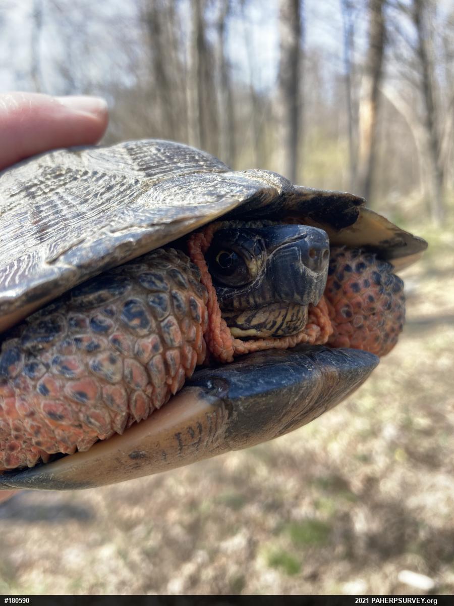 Wood Turtle
