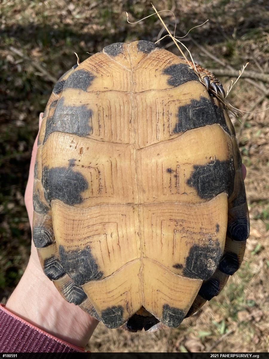 Wood Turtle