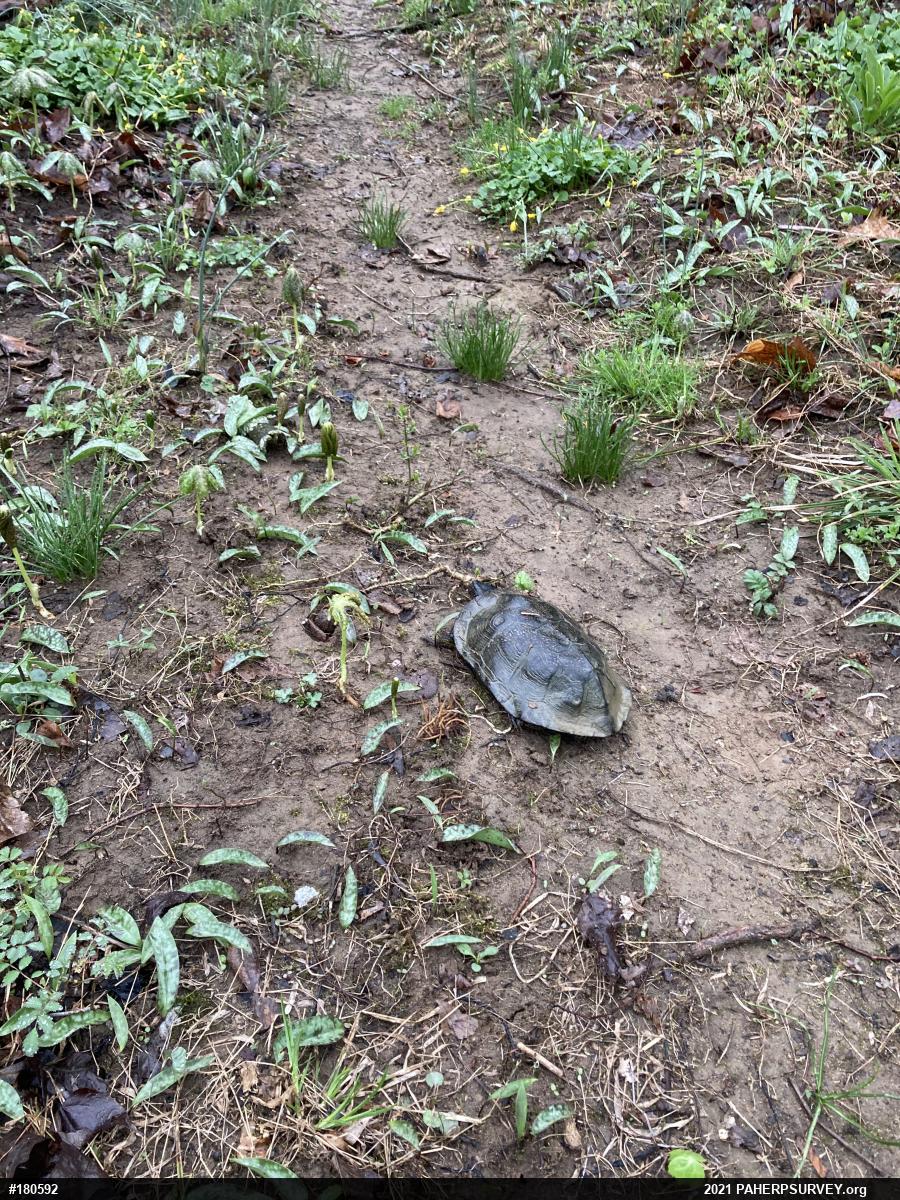 Wood Turtle
