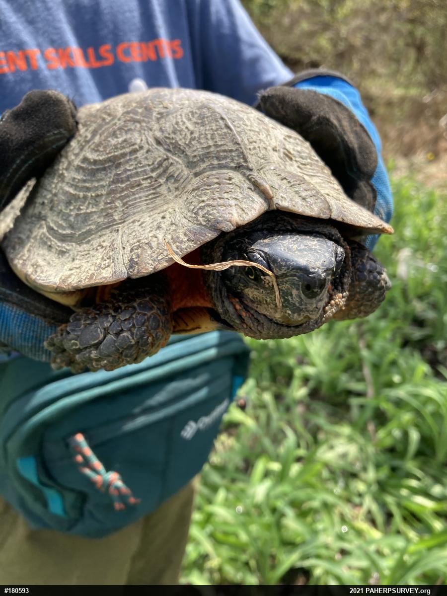 Wood Turtle