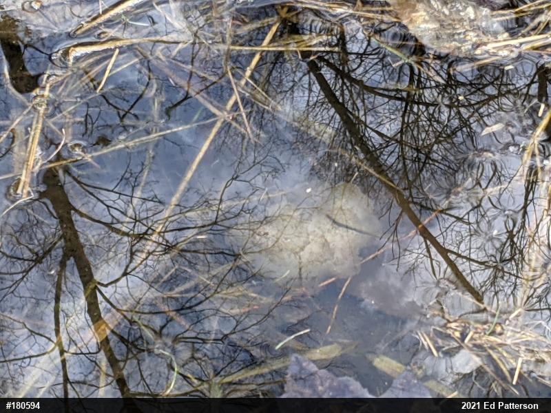 Spotted Salamander