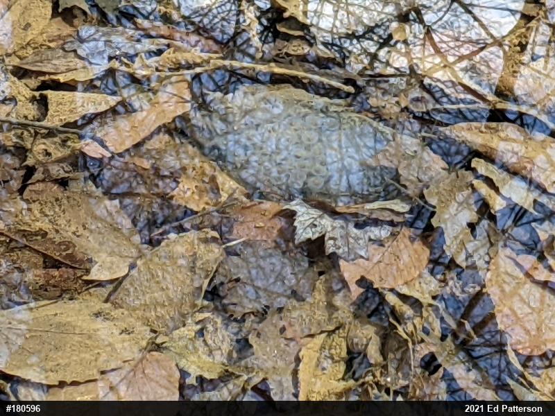 Spotted Salamander