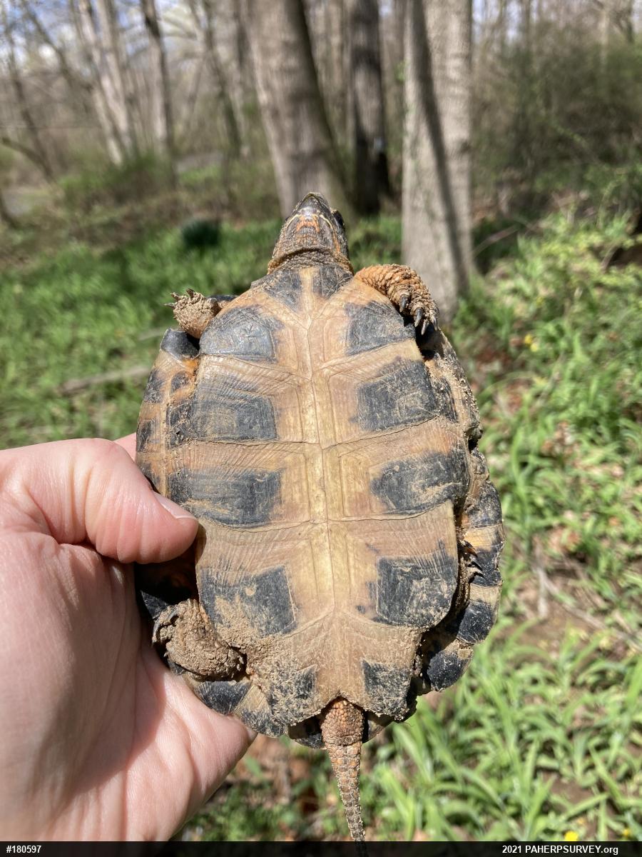 Wood Turtle