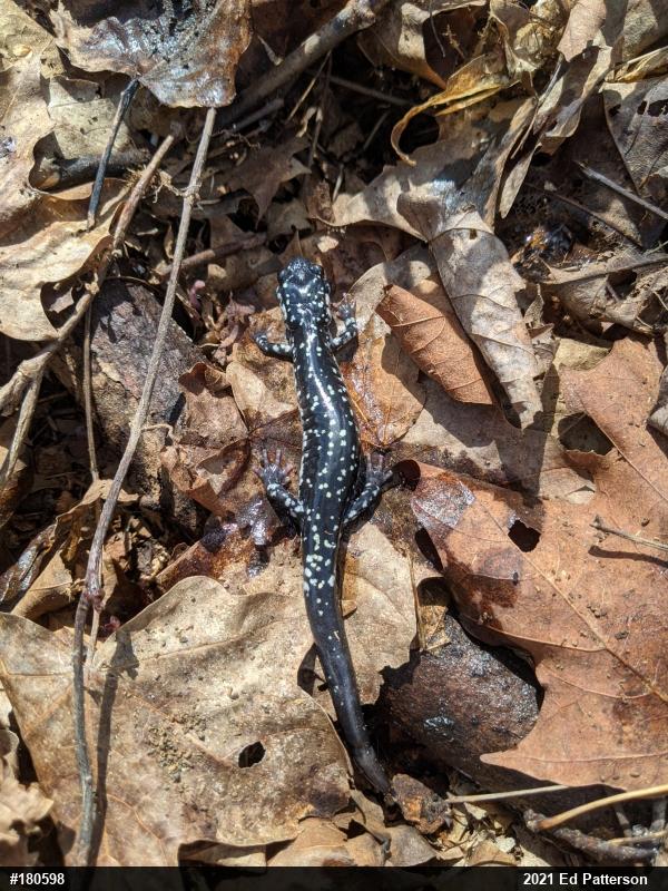 Northern Slimy Salamander