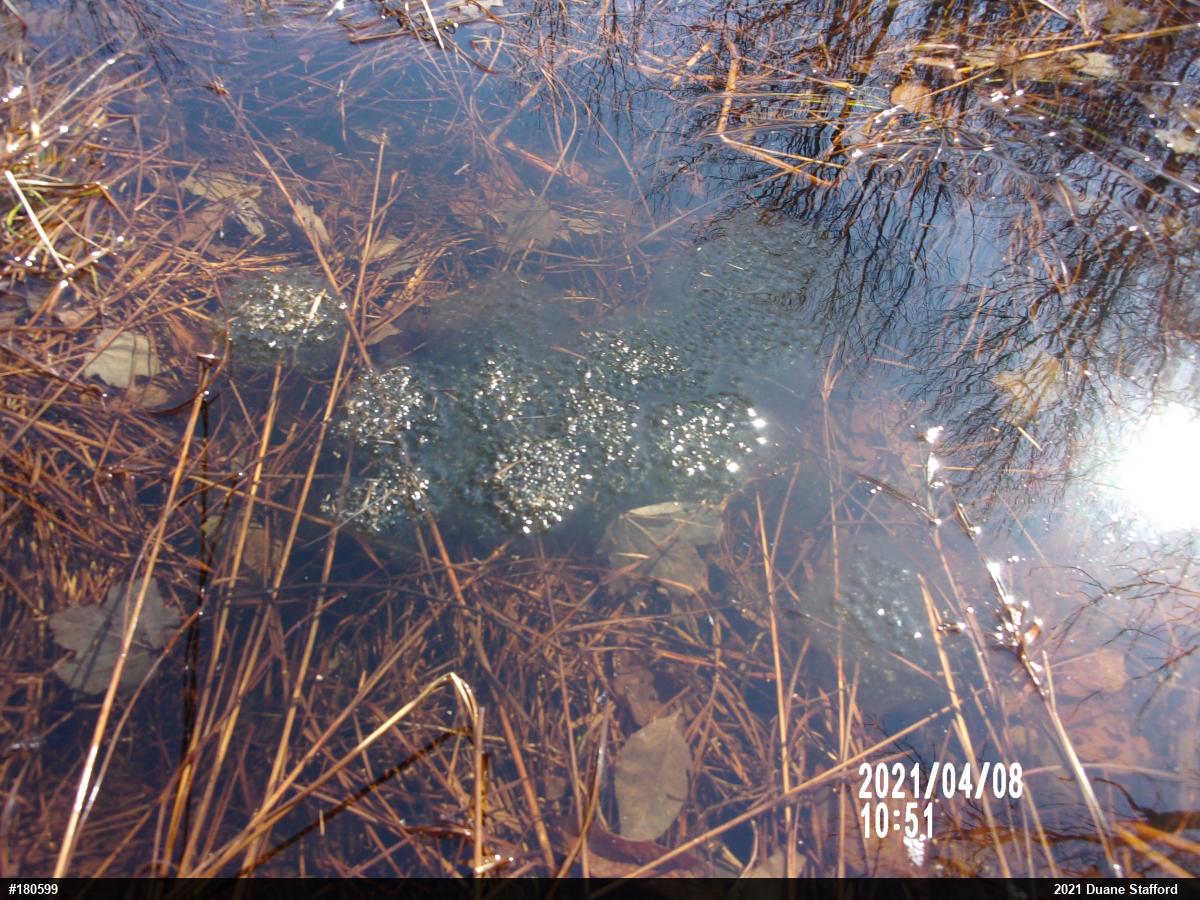 Wood Frog