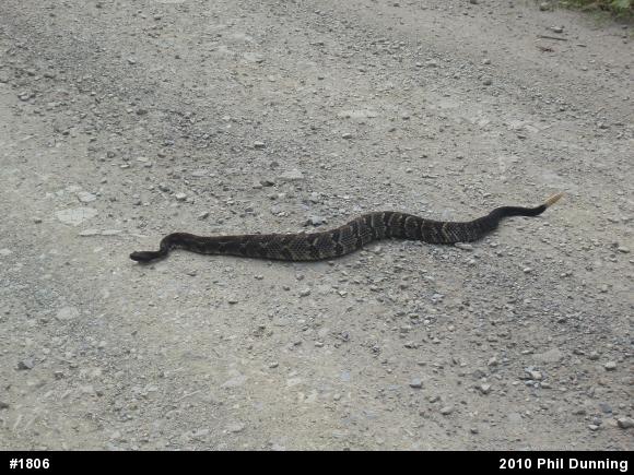 Timber Rattlesnake