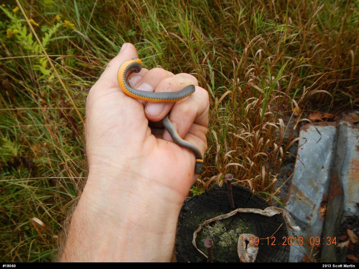 Northern Ring-necked Snake
