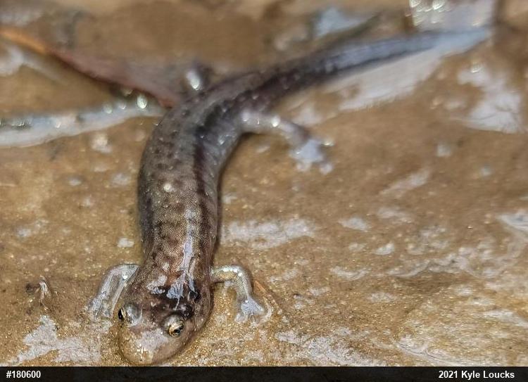 Allegheny Mountain Dusky Salamander