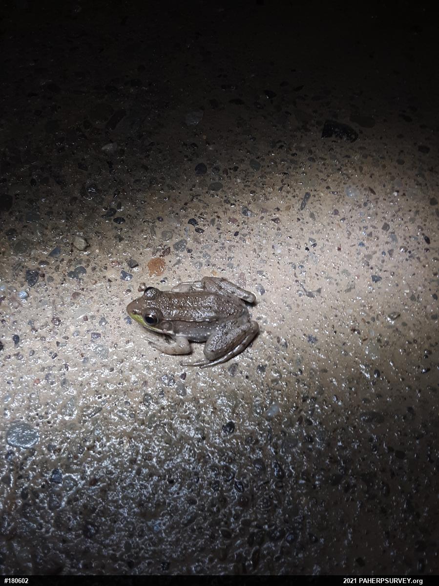 Green Frog