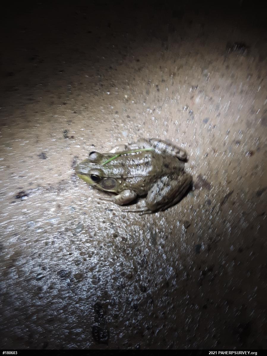Green Frog