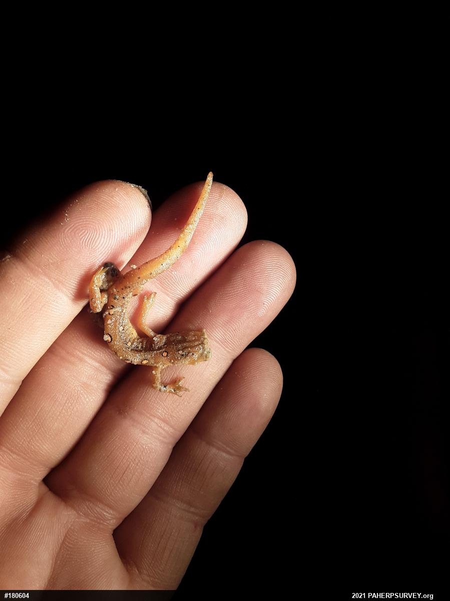 Red-spotted Newt
