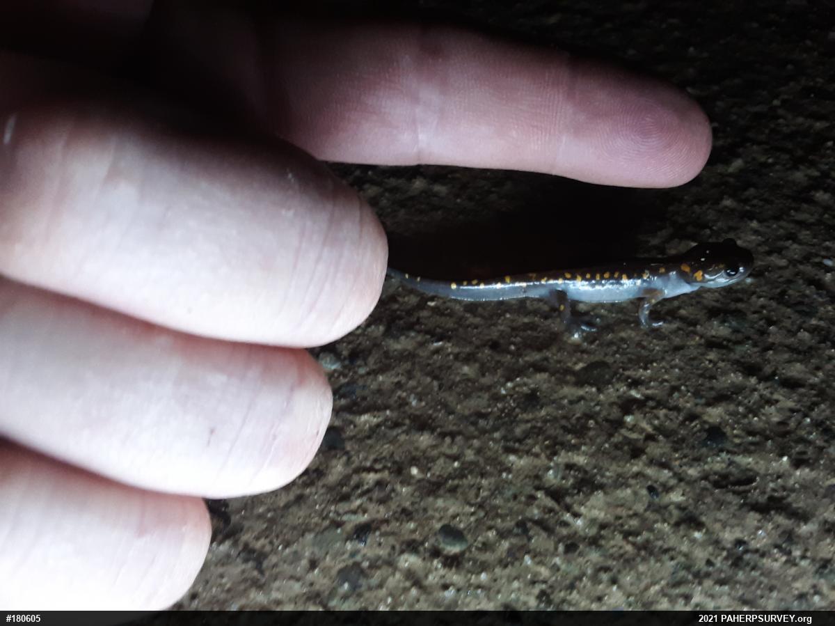 Spotted Salamander