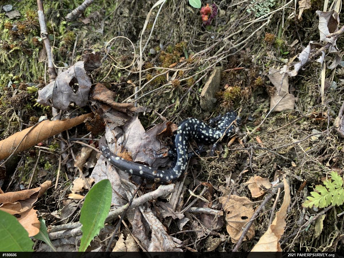 Northern Slimy Salamander
