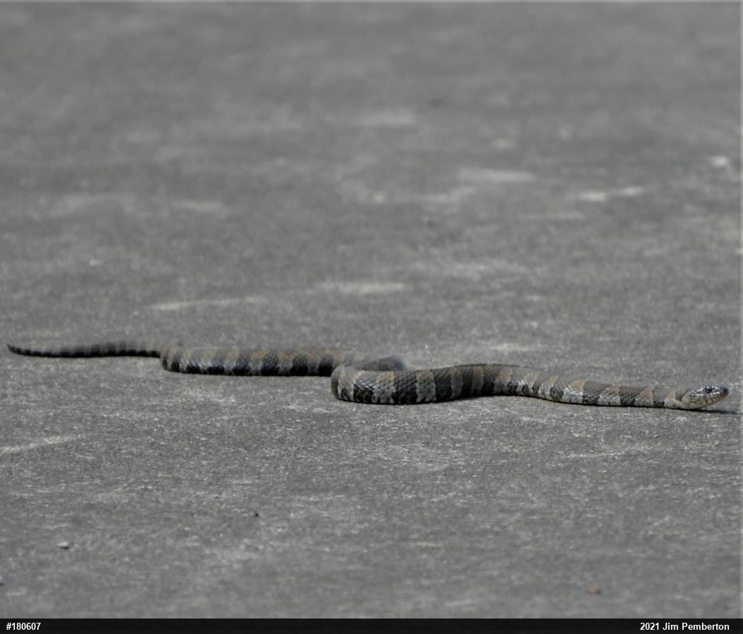 Northern Watersnake