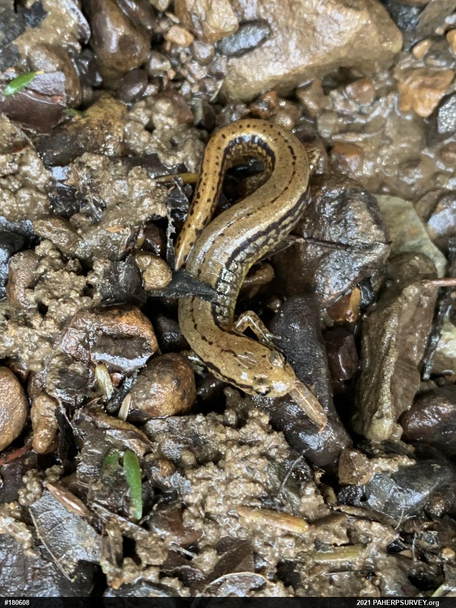 Northern Two-lined Salamander