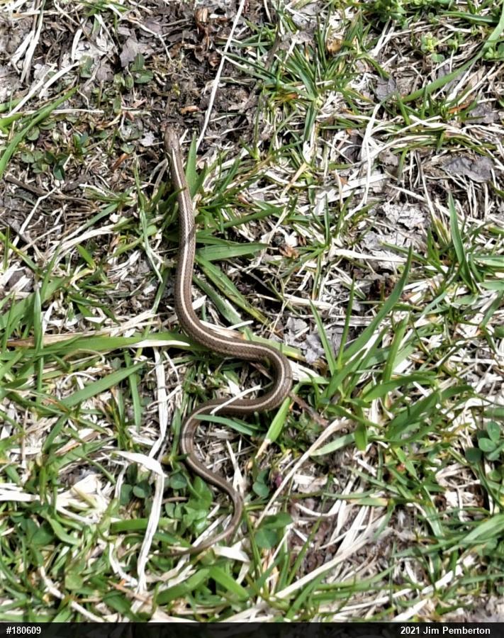 Shorthead Gartersnake