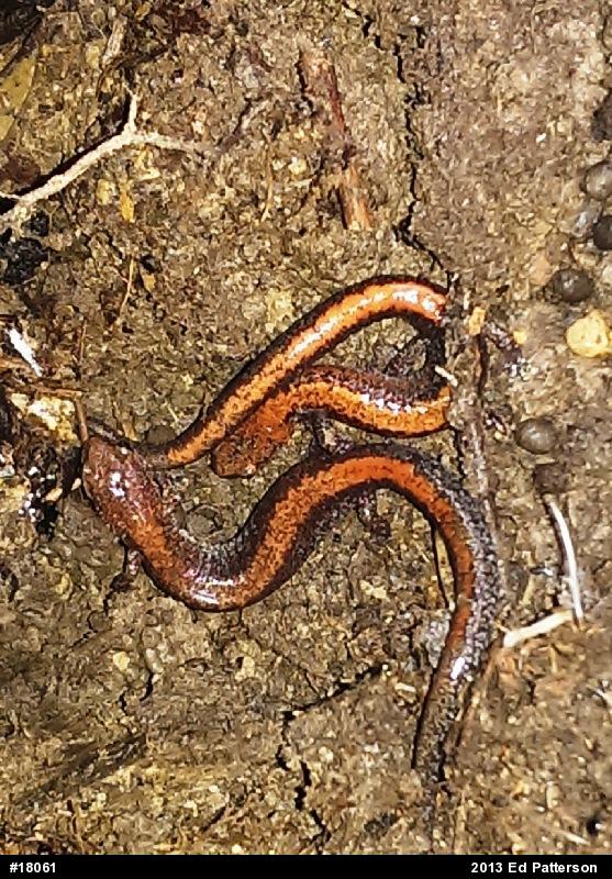 Eastern Red-backed  Salamander