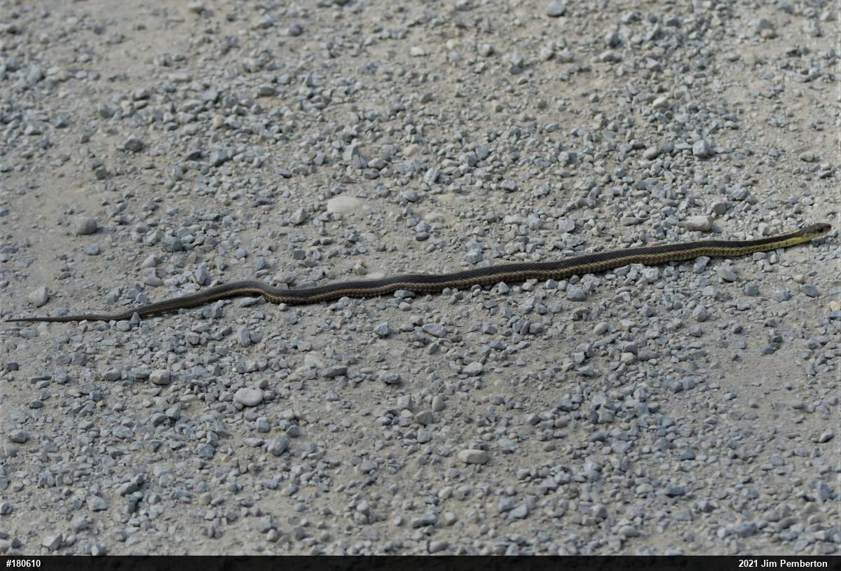 Eastern Gartersnake