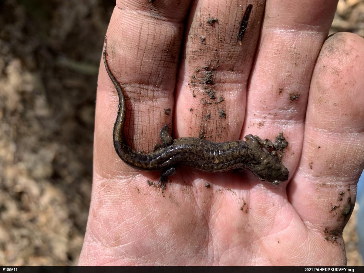 Allegheny Mountain Dusky Salamander