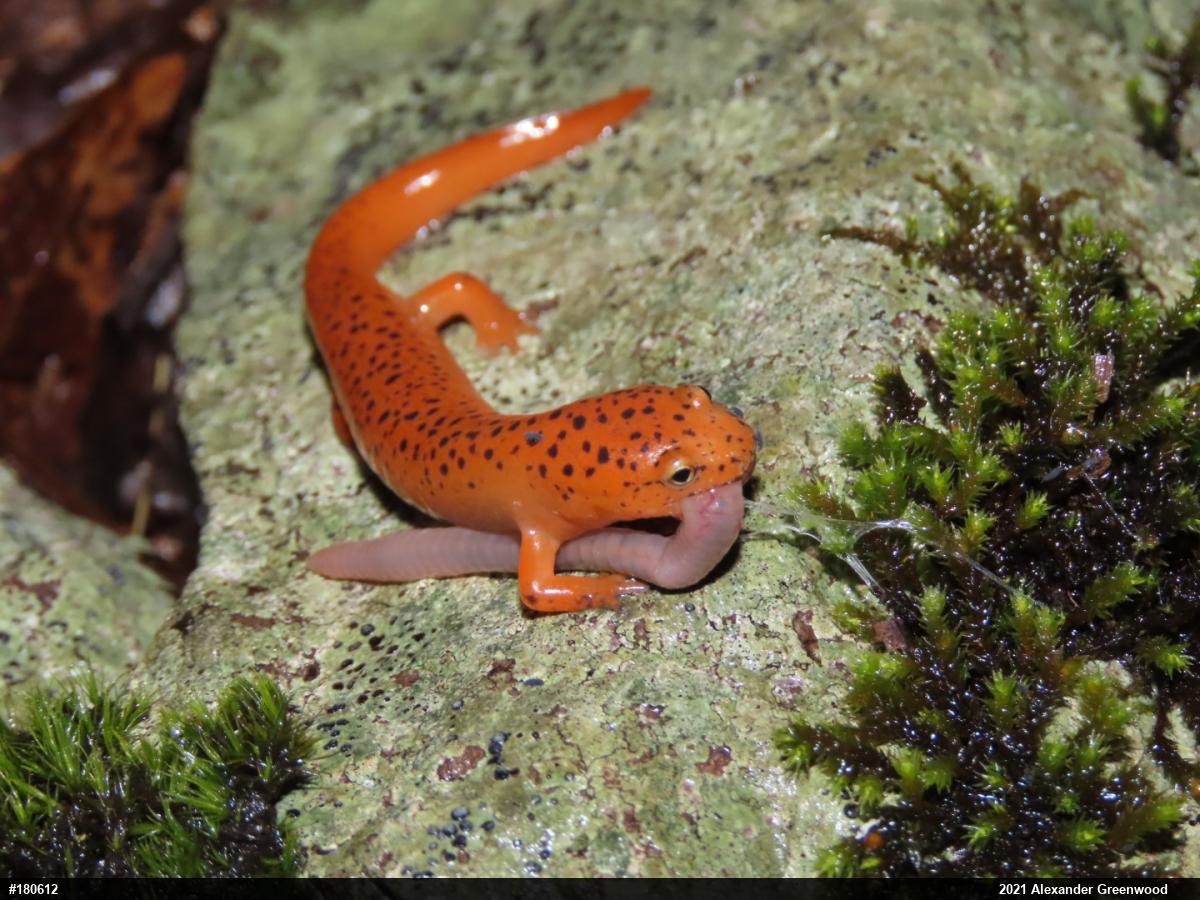 Northern Red Salamander