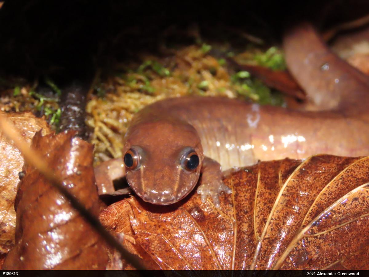 Northern Spring Salamander