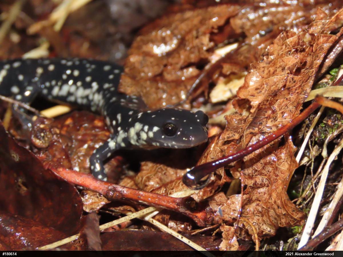 Northern Slimy Salamander