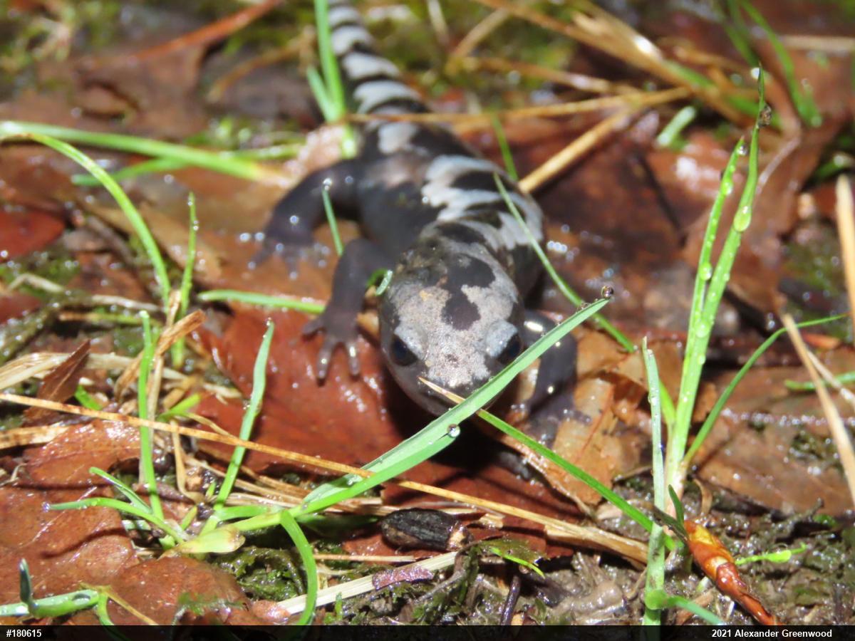Marbled Salamander