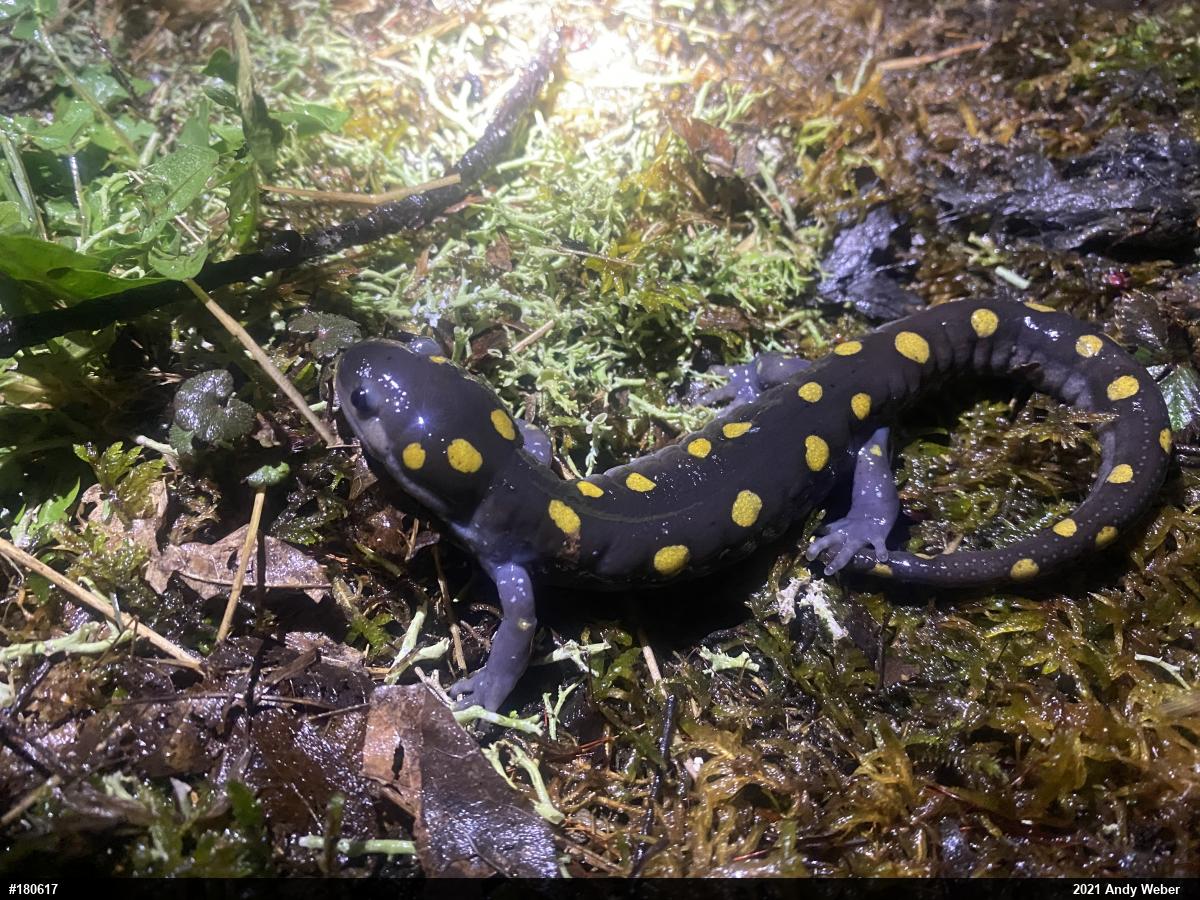 Spotted Salamander