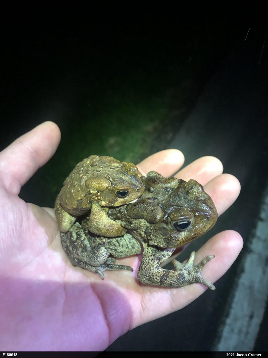 Eastern American Toad